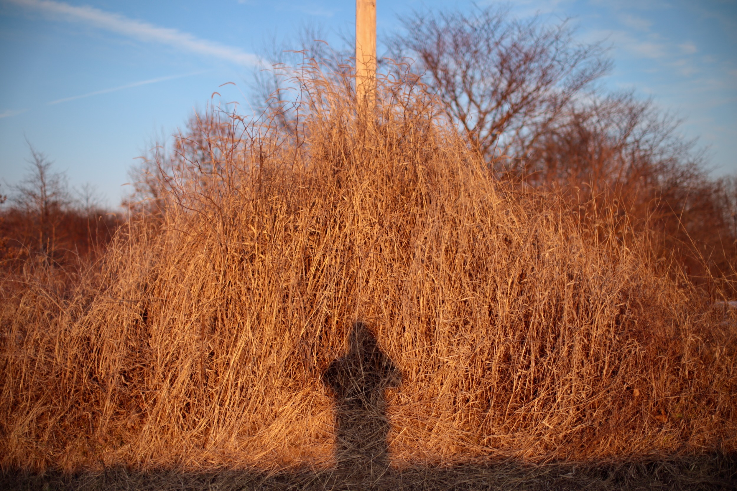 Low winter light on dry grass; a human shadow cast into the field toward a fixed post.