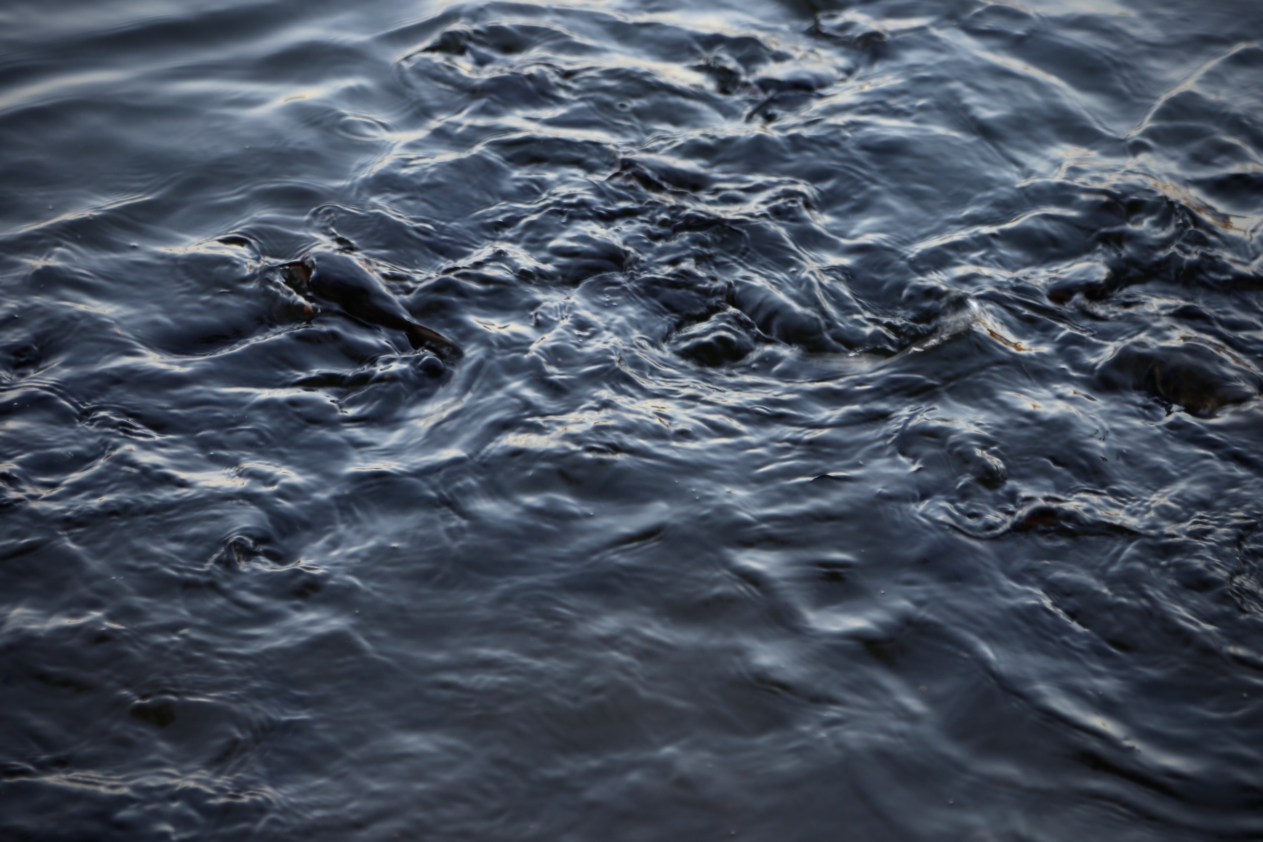 Ripples and small crests on dark water where fish gather at woodland pond
